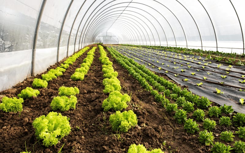 Estufa Agrícola